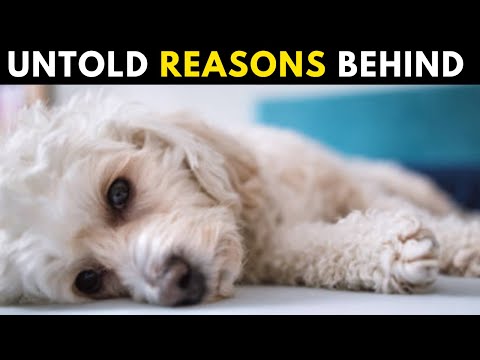 6 Reasons Why Your Maltese Dog Is Shaking or Shivering
