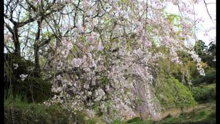 preview picture of video '延楽寺　枝垂れ桜 　(Canon EOS KissX4)'