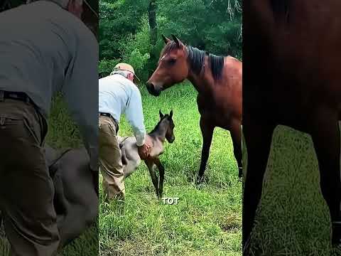 Он спас этого маленького жеребёнка! 🥹🐴