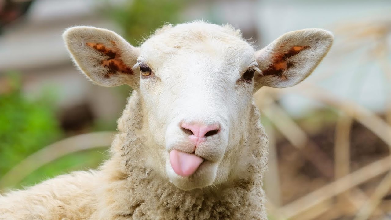 Ativo Biológico | CPC 29 - Aprenda em 13 minutos!