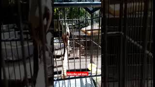 Download lagu cendet isian istimewa kuntilanak mp3 Download lagu cendet isian istimewa kuntilanak mp3