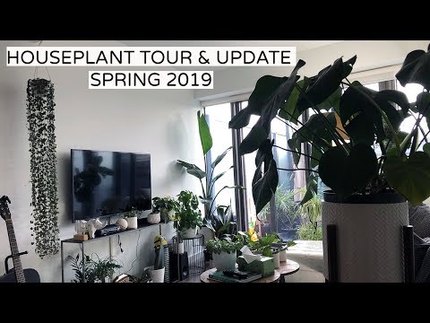 Houseplant Tour + Update -  Spring 2019