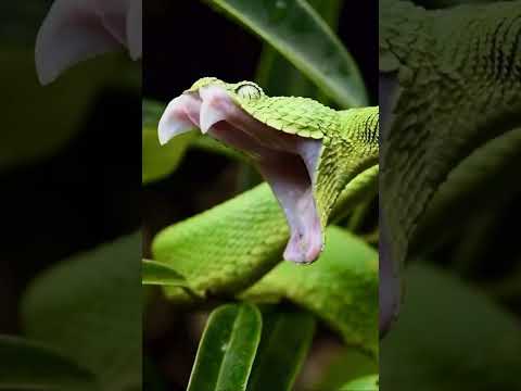 Green Snake CloseUp  | Green Tree Python 🐍🌳