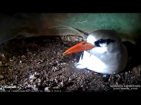 Tropicbird Gets Face-To-Face With Cam During Incubation Readjustment – Apr. 19, 2019