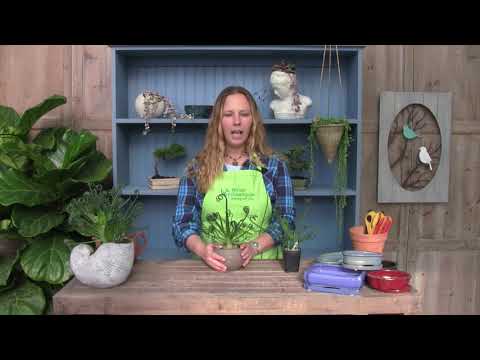Albuca Spiralis 'Frizzle Sizzle'