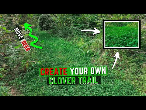 How To Make A Clover Food Plot Trail