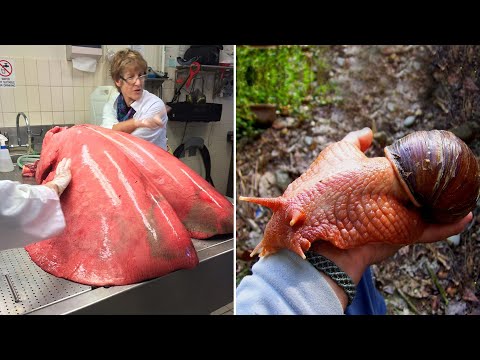 20 Things That Are Much Bigger Than You Think