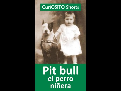 Los pitbull eran considerados el perro ideal para cuidar niños #shorts