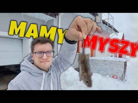 MICE IN THE HOUSE 😱 WHERE THEY COME FROM AND HOW TO GET RID OF THEM