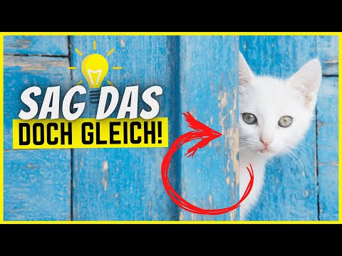 8 Verhaltensweisen von Katzen, die endlich Sinn ergeben!