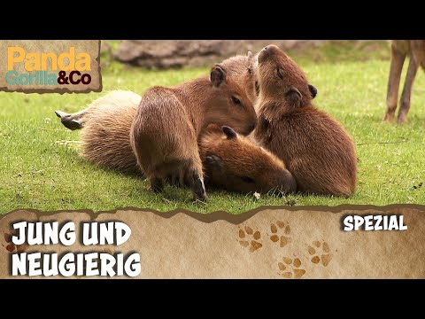 Familienglück bei Familie Wasserschwein | Panda, Gorilla & Co.