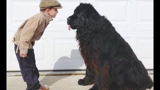 I&#39;ve Got a Dog - Dwight Yoakam