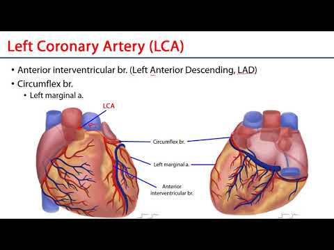 Coronary Arteries