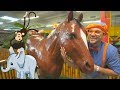 Blippi Learns about Jungle Animals for Kids | Educational Videos for Toddlers Blippi Learns about Jungle Animals for Kids | Educational Videos for Toddlers