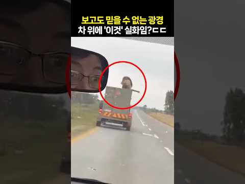 보고도 믿을 수 없는 광경···차 위에 '이 동물' 실화야?