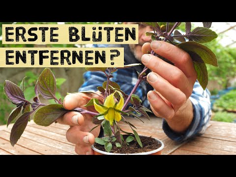 , title : 'Erste Blüten bei Jungpflanzen entfernen? Königsblüten, Bunkerblüten bei Tomaten, Paprika und Gurken'