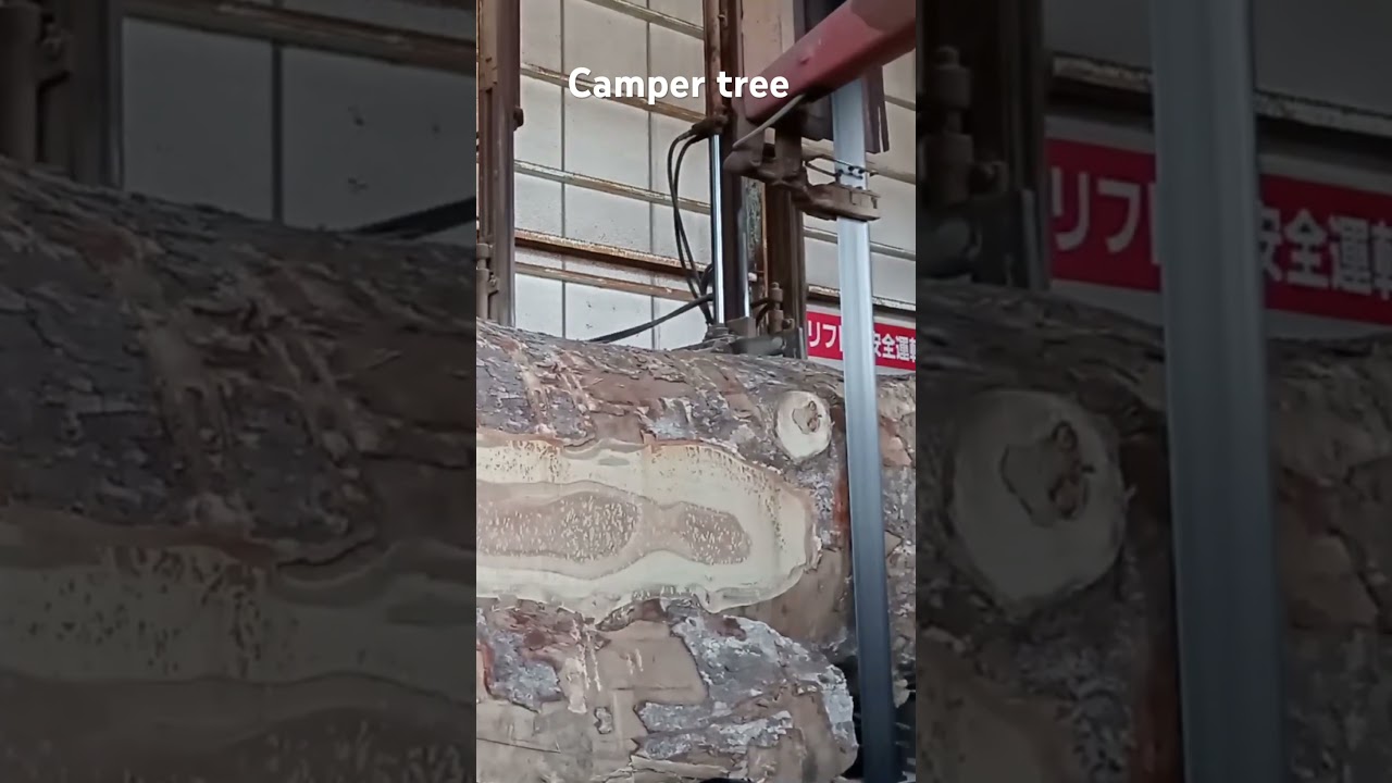 Camper tree クスノキ
