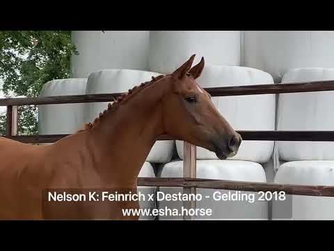Nelson K: FEINRICH x DESTANO