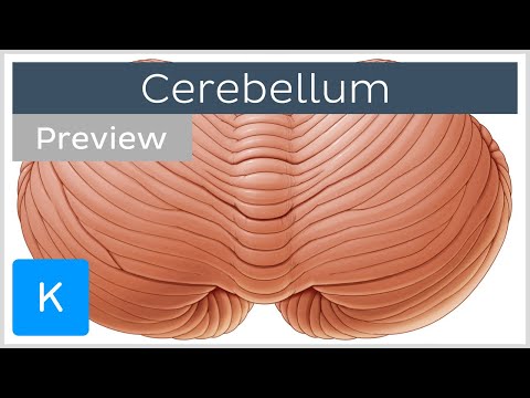 Overview of the cerebellum (preview) - Human Anatomy | Kenhub