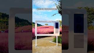 ✅ 부산·대구 근교 경남 가을 여행지 추천｜의령 호국의병의숲 & 합천 신소양체육공원 핑크뮬리 코스모스 (촬영 25.10.10)