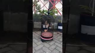 Download lagu TROCOK ASLI BORAK BARIK BOROK CIKROK #burung #LOKALPEKALONGAN #TROCOKMANIA mp3
