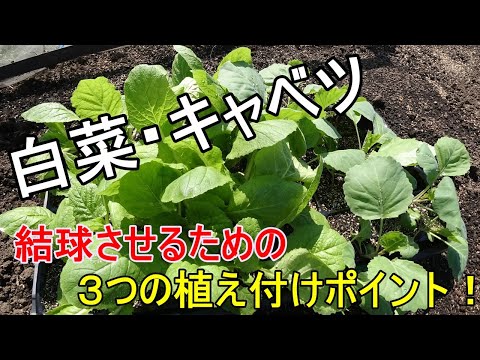 園芸 結球キャベツ、結球キャベツ