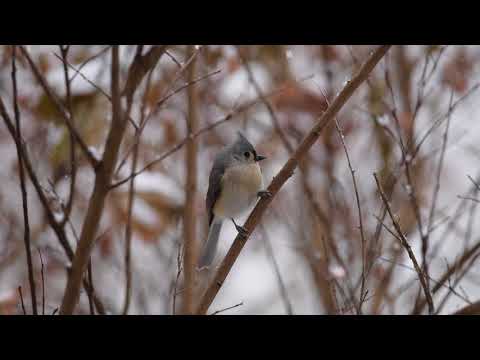 Sýkorka dvojfarebná (Baeolophus bicolor) — spev a hlas v prírode