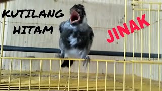 Download lagu Burung Kutilang Dada Hitam Yang Langka mp3