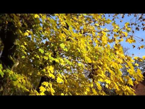 W żółtych płomieniach liści - Łucja Prus i Skaldowie