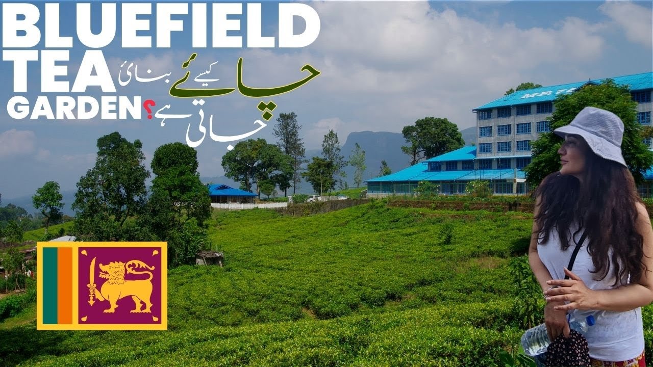 Explore Blue Field tea factory through the lens of tourist.