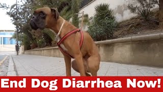 How to Get Rid of Dog Diarrhea: Instant Relief for Your Furry Friend!