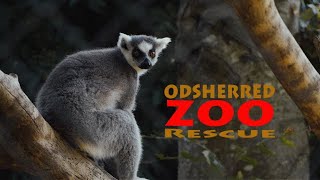 odsherred zoo rescue - denmark - 4k