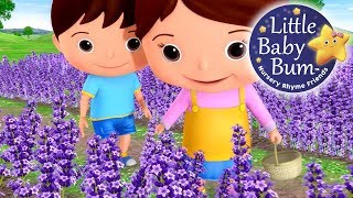 Little Baby Bum | Lavender&#39;s Blue Dilly Dilly | Nursery Rhymes for Babies | Songs for Kids