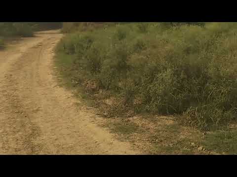 Nature Beauty Of Village 😍|| Bhupendra Tomar