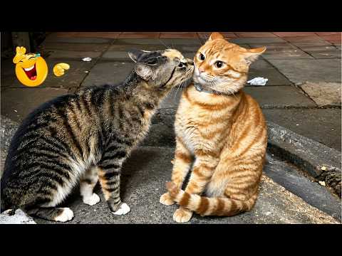 Funny Cat Moments 🐈| CATS Acting Too FUNNY Caught on Camera 2026 🤣🐱