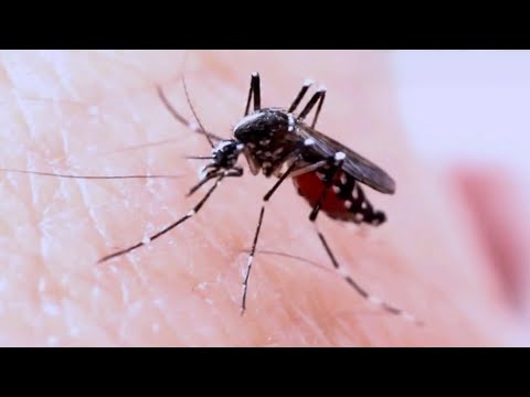 蚊はどのくらい生きますか?