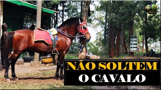 O CAVALO E O DIABO - UMA BELA REFLEXÃO