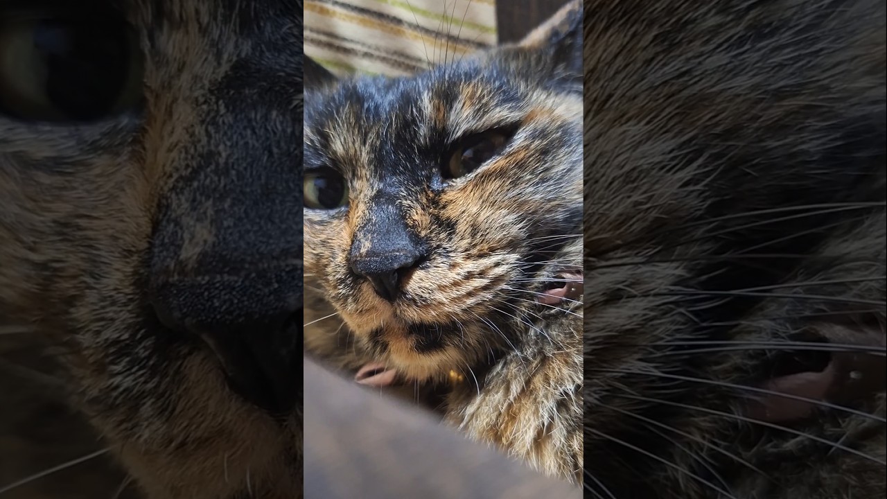 ドアップ実家猫