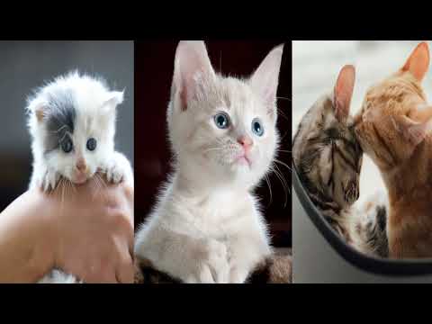 Cat Reels, Cat Reels Instagram hashtags, Funny Cat Videos, Famous Cats on Instagram, Cat Video, 2022