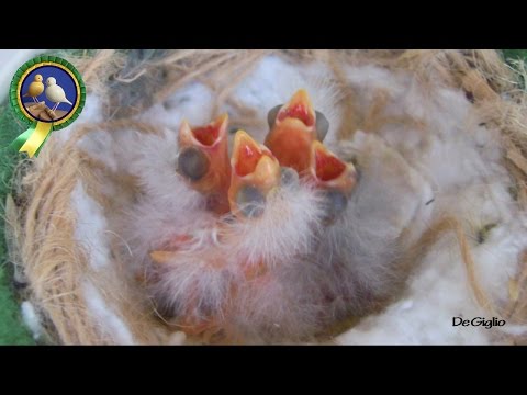 The breeding season is just starting