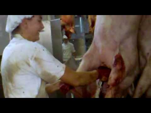 SLAUGHTERHOUSE: slaughtering pigs, collecting blood, woman operating