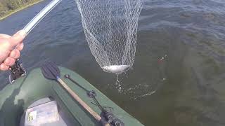 Ловля сига на верхнетуломском водохранилище летом