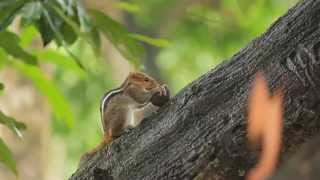 preview picture of video 'Kerala Squirrel [HD]'
