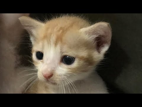 Cute and funny kitten video