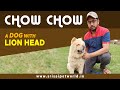 Chow Chow A Dog With Lion Head Chow Chow Dog Breed Information Chow Chow In India