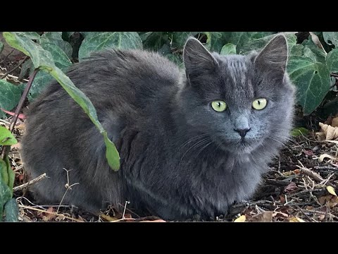 Misha the Kitten's Rescue