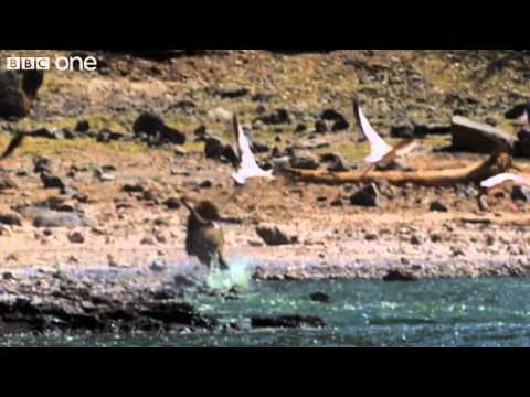 Killer Baboons Hunt Flamingos (Narrated by David Tennant) - Earthflight - BBC