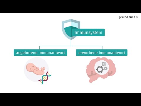 How does the immune response work?