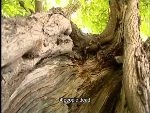 "کوهستان سفید" .فیلم کوتاه کوردی