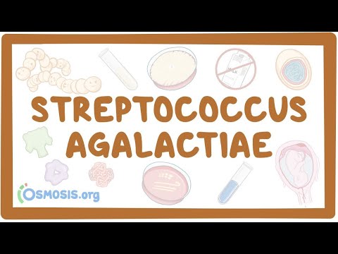 Streptococcus agalactiae (group B strep) - an Osmosis Preview